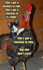 chicken to ride